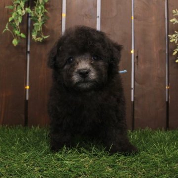 トイプードル(タイニー)【滋賀県・男の子・2025年9月10日・グレー】の写真「タイニー予想♪キレイな銀色に仕上がります！」