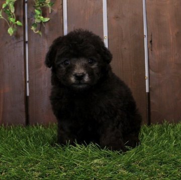 トイプードル(タイニー)【滋賀県・男の子・2025年9月10日・グレー】の写真「タイニー予想♪キレイな銀色に仕上がります！」