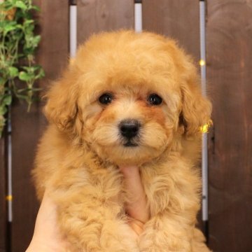 トイプードル(タイニー)【滋賀県・女の子・2024年12月14日・ペールフォーン】の写真「丸顔＆タイニーサイズ予想」
