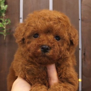 タイニープードル【滋賀県・男の子・2025年3月26日・レッドフォーン】の写真「父ティーカップ×母タイニー」