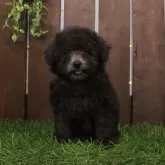 ティーカッププードル