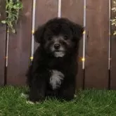 タイニープードル