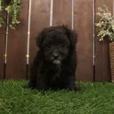 タイニープードル