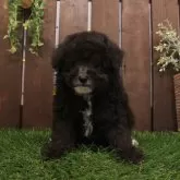 トイプードル(トイ)