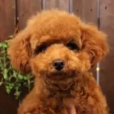 ティーカッププードル