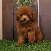 タイニープードル