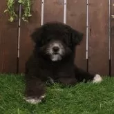 タイニープードル