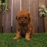 ティーカッププードル【滋賀県・女の子・2025年10月22日・レッドフォーン】の写真5「撮影日：2025年12月2日（41日齢）｜550g」