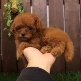 ティーカッププードル【滋賀県・女の子・2025年10月22日・レッドフォーン】の写真3「撮影日：2025年12月11日（50日齢）｜608g」