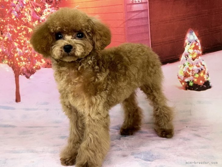 タイニープードル【・女の子・2024年5月18日・レッドフォーン】