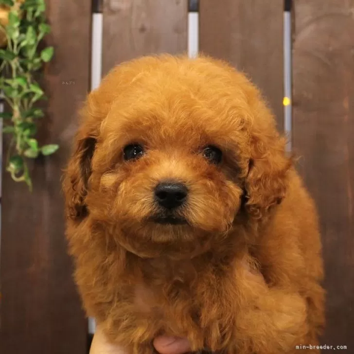 ID:2409-05560の子犬