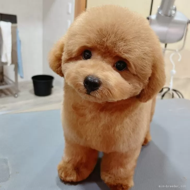 たんこ 様のお迎えした子犬