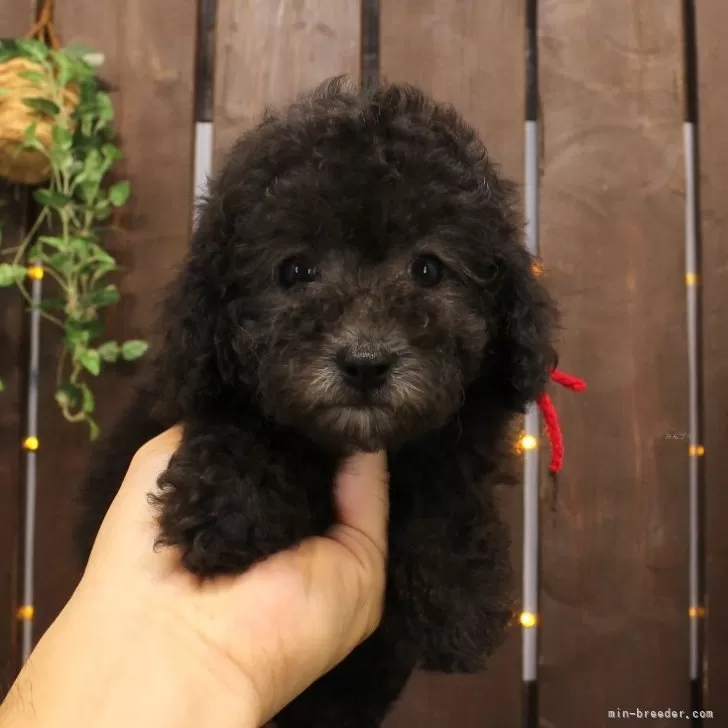 ID:2409-02085の子犬