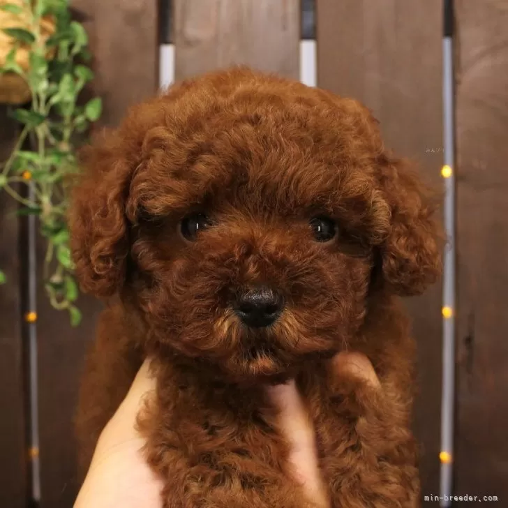 ID:2407-00166の子犬