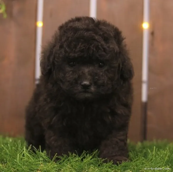 ID:2310-06215の子犬
