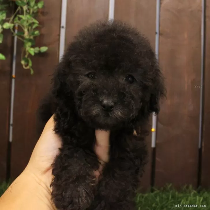 ID:2409-02071の子犬