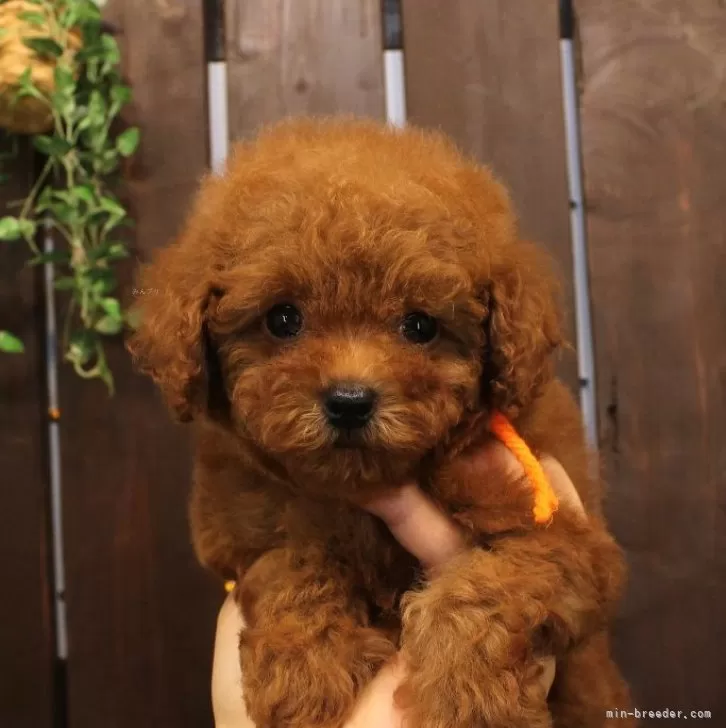 ID:2409-05569の子犬