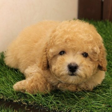 トイプードル(トイ)【滋賀県・女の子・2024年8月30日・ペールフォーン】の写真「超しっかりタイプ！一人っ子ならではサイズ感！」