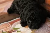 タイニープードル【岡山県・男の子・2025年5月15日・ブラック】の写真10