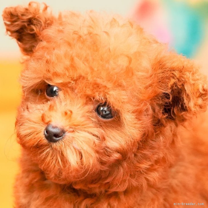 ティーカッププードル【岡山県・女の子・2025年9月18日・レッド】兄弟