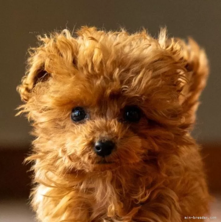 K.N 様のお迎えした子犬