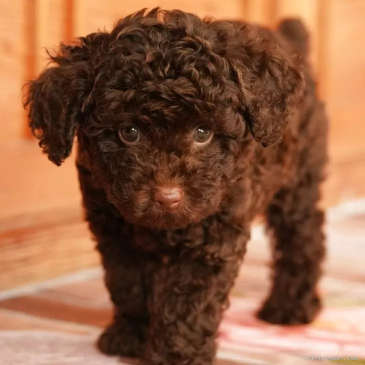 ID:2507-03026の子犬