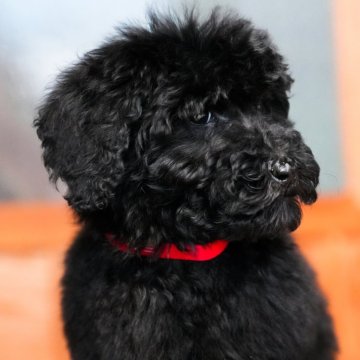 スタンダードプードル【岡山県・女の子・2025年9月18日・ブラック】の写真「落ち着き抜群、均整美の優しい女の子!」