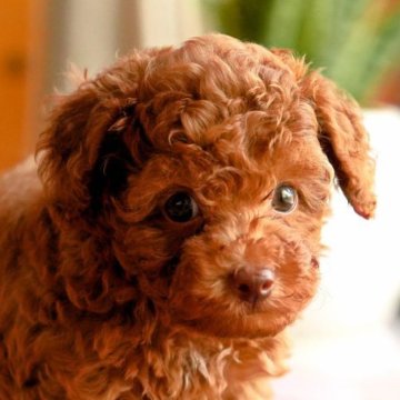 トイプードル(タイニー)【岡山県・男の子・2025年5月15日・レッド】の写真「顔つきがかわいい、一番元気な弟！」
