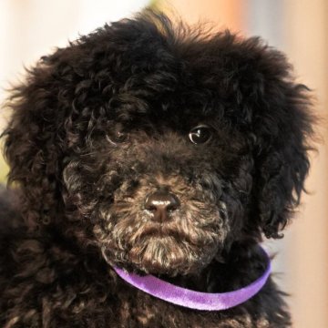 スタンダードプードル【岡山県・男の子・2025年9月25日・ブラック】の写真「無邪気に寄り添ってくれる三男」