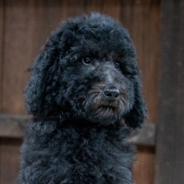 スタンダードプードル【岡山県・男の子・2024年8月16日・シルバー】の写真「賢いお兄さんの体格もしっかり」