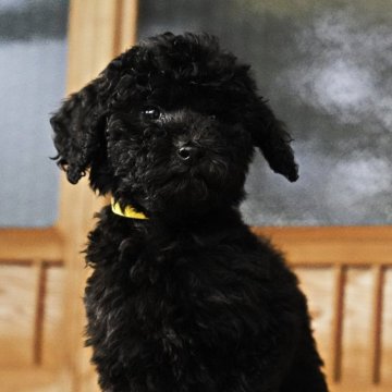 スタンダードプードル【岡山県・男の子・2025年9月18日・ブラック】の写真「明るく元気で人懐っこい魅力満点の可愛い男の子」