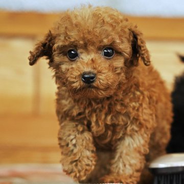 トイプードル(タイニー)【岡山県・男の子・2025年9月16日・レッド】の写真「ハンサムな顔立ちが魅力の長男くん !」