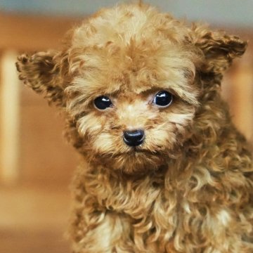 トイプードル(ティーカップ)【岡山県・男の子・2025年9月16日・レッド】の写真「落ち着きがあり、穏やかで甘えん坊 !」