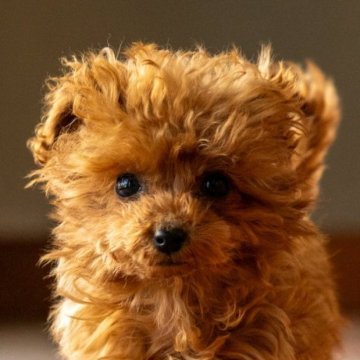 トイプードル(ティーカップ)【岡山県・女の子・2024年11月22日・レッド】の写真「小さくて元気いっぱい！愛嬌たっぷり !」