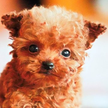 トイプードル(ティーカップ)【岡山県・男の子・2025年9月16日・レッド】の写真「ぱっちりと大きな瞳がよく映え !」