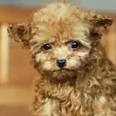 ティーカッププードル