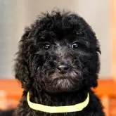 スタンダードプードル