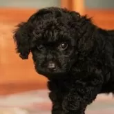 タイニープードル【岡山県・男の子・2025年5月15日・ブラック】の写真2