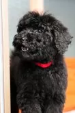 スタンダードプードル【岡山県・女の子・2025年9月18日・ブラック】の写真3