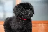 スタンダードプードル【岡山県・女の子・2025年9月18日・ブラック】の写真5