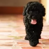 タイニープードル【岡山県・男の子・2025年5月15日・ブラック】の写真6