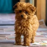 ティーカッププードル【岡山県・女の子・2024年11月22日・レッド】の写真8