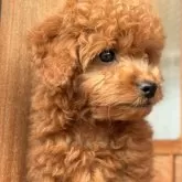 トイプードル(トイ)【岡山県・男の子・2025年8月24日・レッド】の写真9