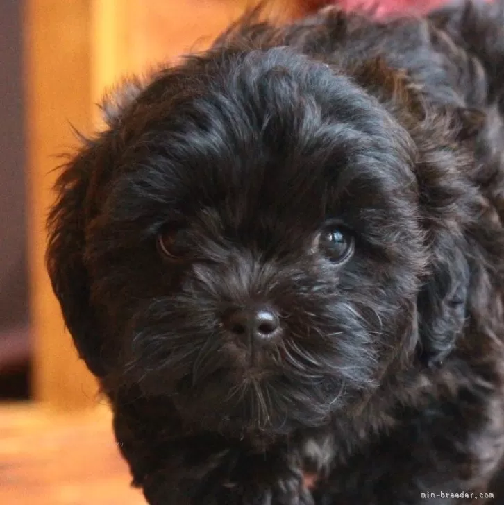 ID：2407-00388の子犬