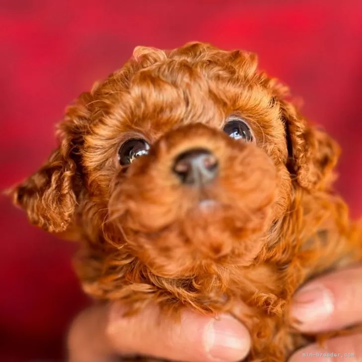 nana 様のお迎えした子犬