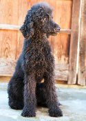 スタンダードプードル【・女の子・2024年8月16日・ブラック】