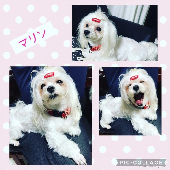 母犬(マルチーズ)｜中村　恵理(なかむら　えり)ブリーダー(神奈川県・スタンダードプードルなど・JKC登録)の紹介写真4