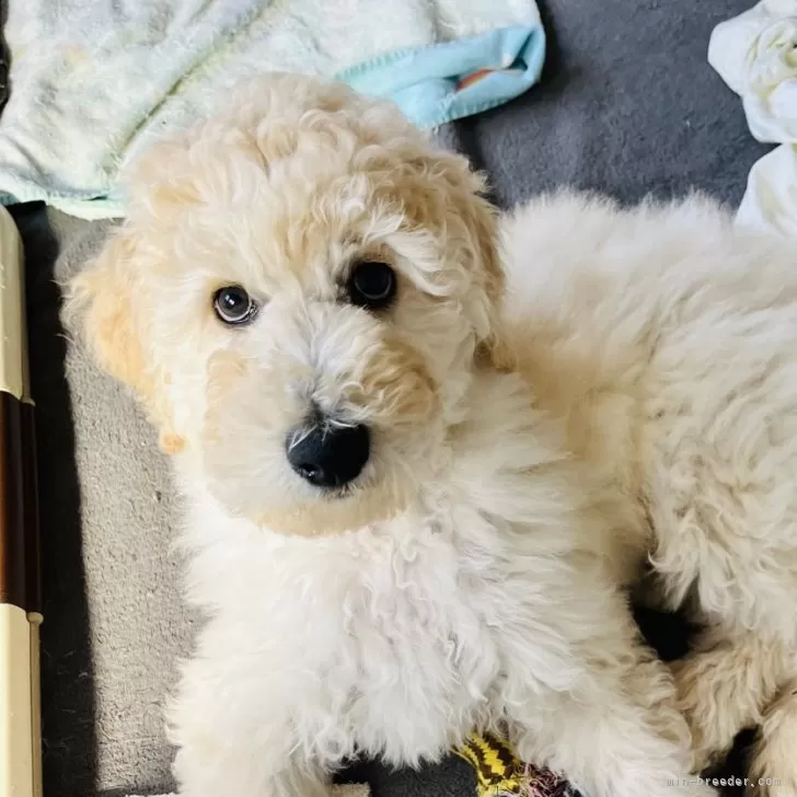ID:2501-00058の子犬