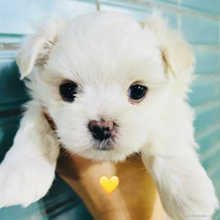 ID：2312-00971の子犬