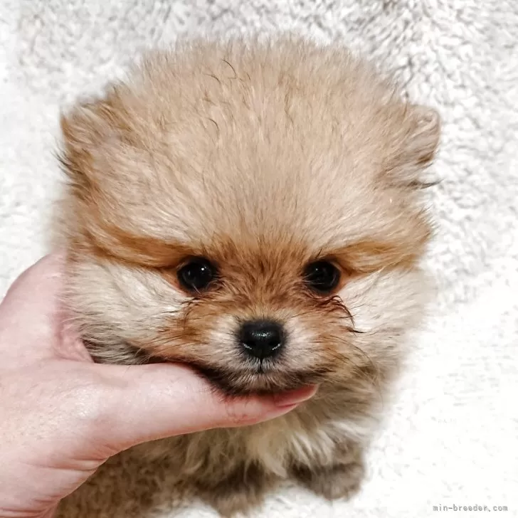 ID：2507-05398の子犬